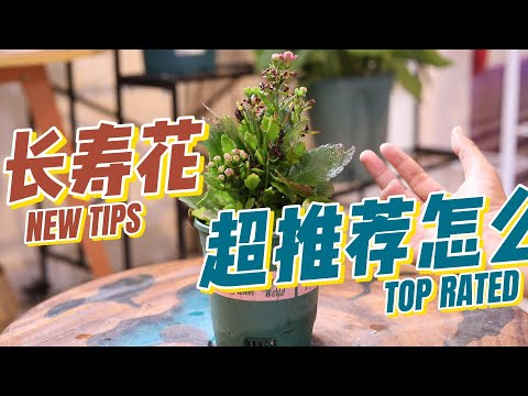 嘉樂花