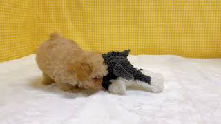 ハーフ犬の動画01