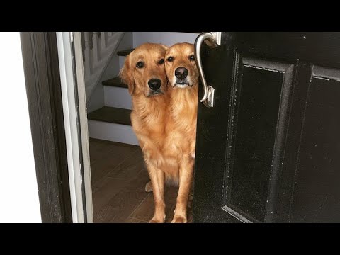 Les chiens qui accueillent leurs maîtres à la maison, c'est tellement sain ! ❤️