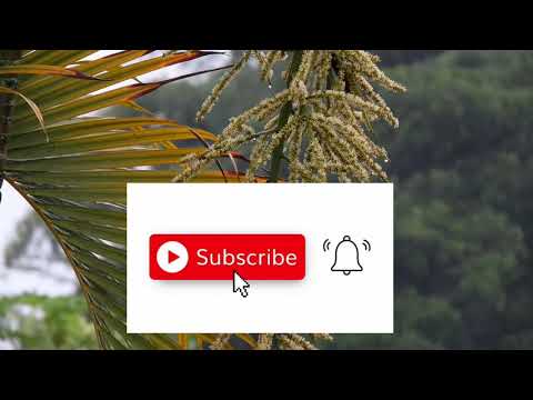 NZAMUSHIMA by Yvonne Uwase