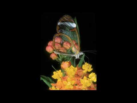 Christian Rosenkreuz und die Fama Fraternitatis Teil8 Die Weisen von Damkar