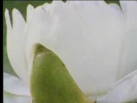 Riesenseerose: Pracht für zwei Nächte