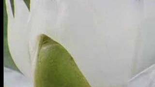 Amazing! Giant waterlillies in the Amazon - The Private Life of Plants - David Attenborough  - BBC wildlife