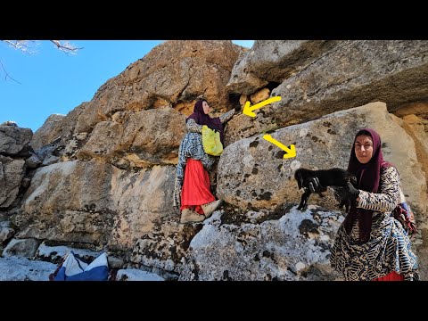 While Khadija was gathering herbs in the mountains, she saw a young goat and saved it.