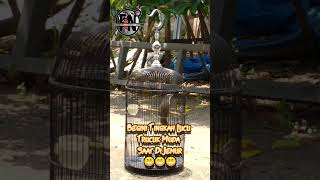 Download lagu Tingkah Lucu Burung Trucuk Muda Saat Di Jemur Nih Bosku !!! 😁 mp3 Download lagu Tingkah Lucu Burung Trucuk Muda Saat Di Jemur Nih Bosku !!! 😁 mp3