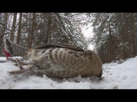 Winter Ruffed Grouse Catch and Cook | Hunting Grouse in the Snow | Primrose and Panko batter recipe