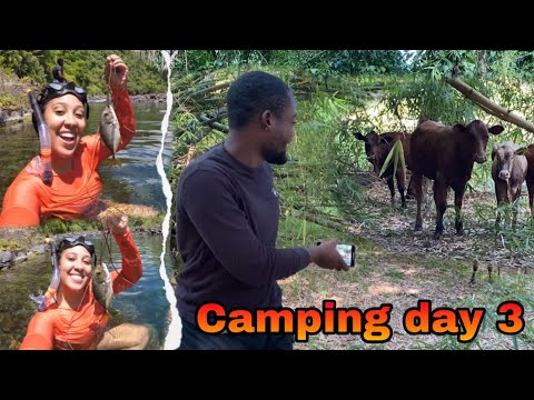 Camping day 3: cows 🐄 invaded our campsite 🏕😱 & we caught a sea fish in the river 🇯🇲in Jamaica