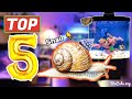 Best Snails for a Reef Tank BioCube 32g - Reefing For Beginners