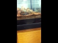 Snake Eats A Rat