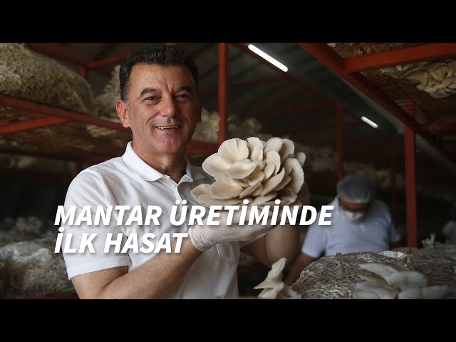 Karlıköy Mantar Üretiminde İlk Hasat