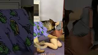 Download lagu fun goes wrong  #funnyDog #angry 1 mp3