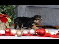 Yorkiepoo dogs for sale: Annetta - Video 1