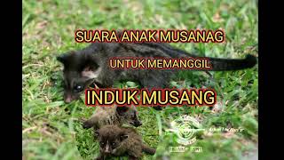 Download lagu SUARA ANAK MUSANG UNTUK MEMANGGIL INDUK NYA mp3