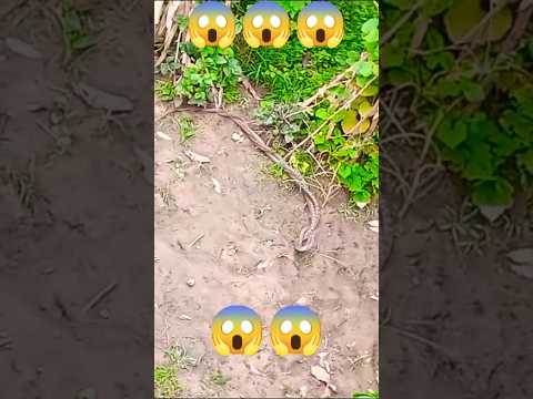 Snake fight 😱😱😱##viral ###shortvideo #dailyvideo