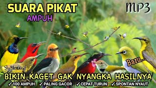 Download lagu Suara pikat burung kecil paling ampuh 😱 #pikatanburung terbukti jitu mp3 Download lagu Suara pikat burung kecil paling ampuh 😱 #pikatanburung terbukti jitu mp3