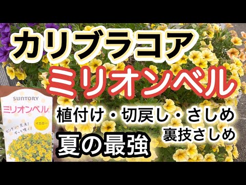 ハンギングクッション ベルフラワー 植物