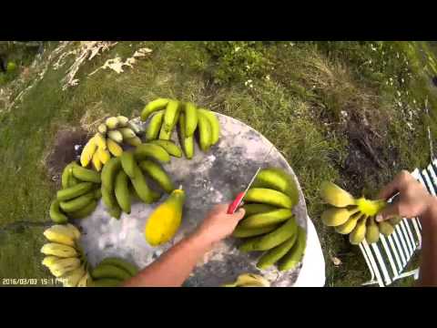 download lagu mp3 mp4 Dwarf Cavendish Banana, download lagu Dwarf Cavendish Banana gratis, unduh video klip Dwarf Cavendish Banana