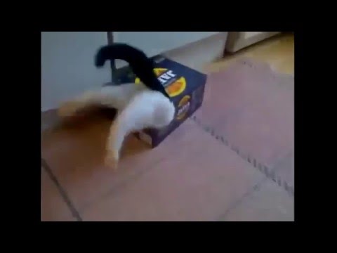 Funny Cats Don't die by laughing  18