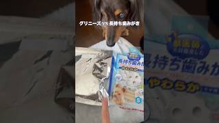 朝食後にネルくんの歯磨きに選ばれたのは…！ #ミニチュアダックスフンド #癒し