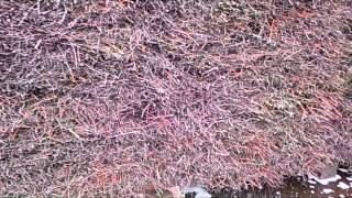 KRAKOW - WIELICZKA - TEZNIE -KOPALNIA SOLI