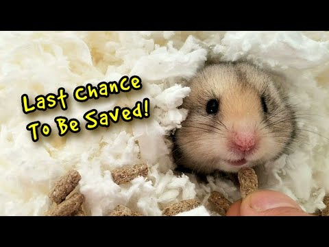 Hoku, an adopted Dwarf Hamster in Tucson, AZ_image-1