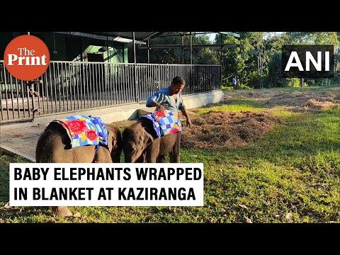 Baby elephants wrapped in blanket as temperatures drop in Assam's Kaziranga National Park