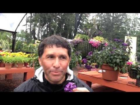 Some things about Heliotrope