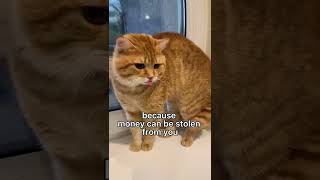 What happens if you see a cat in a dream? #cats #shorts