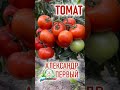 Какой выбрать томат крупный, невысокий и урожайный!?