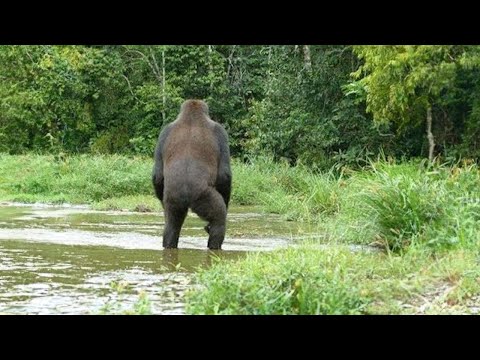 Warning: This Bigfoot Proof Will Change Your Mind Forever | Marathon