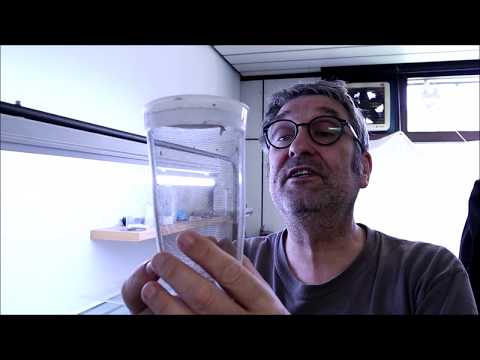 Auf der Suche nach der Eintagsfliege Electrogena - Teil 3