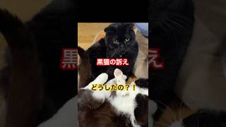 it's a cat.猫です！黒猫が何か言いたげです。#animals #cat #保護猫 #kitten #ねこのいる生活 #猫のいる暮らし #多頭飼い