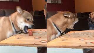 Dog Fails At Wiener Challenge And Gets Angry At Another Dog