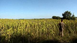 κυνήγι τρυγονιού.!(turtledove hunting)