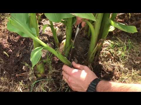 Growing and Caring for Banana Trees in North Texas
