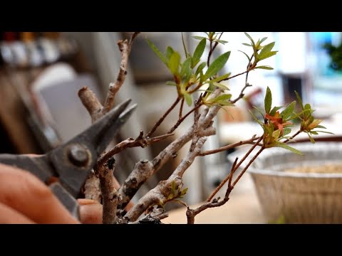 ブルーベルは剪定したほうがいいでしょうか？将来美しい花を咲かせるためにどのように世話をすればよいですか？  庭園