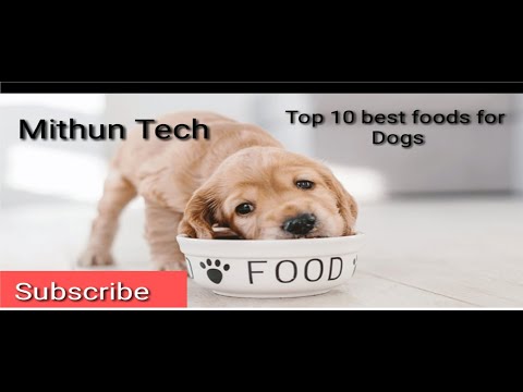 TOP 10 BEST FOODS FOR DOGS (MITHUN TECH)