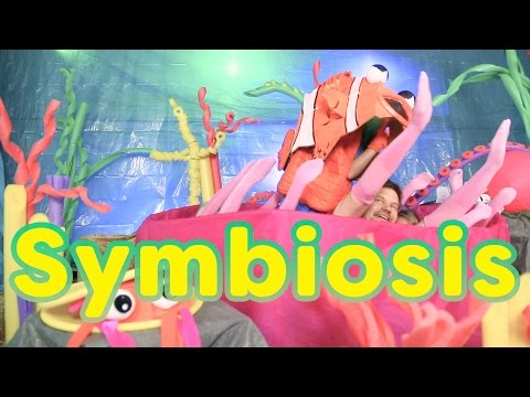 "Living In Symbiosis:" Clownfish & Anemone Song for Kids