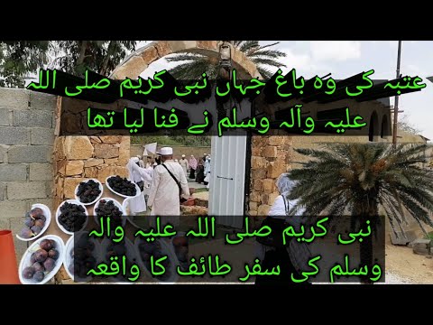 Taif Ziyarat, Grape Graden & Struggle Story Of Prophet Muhammad PBUH in Taif Saudi Arabia -  Masjid