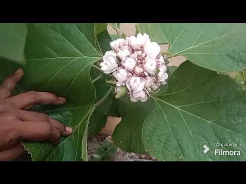 pranathi  garden lo mysoor Malle flowers