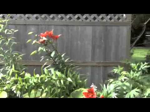 Cheesehead Gardening Episode 14