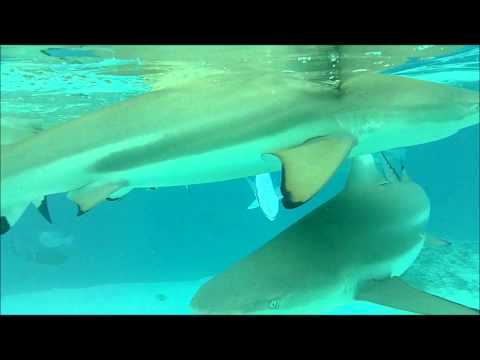 Our Honeymoon in French Polynesia - 2014