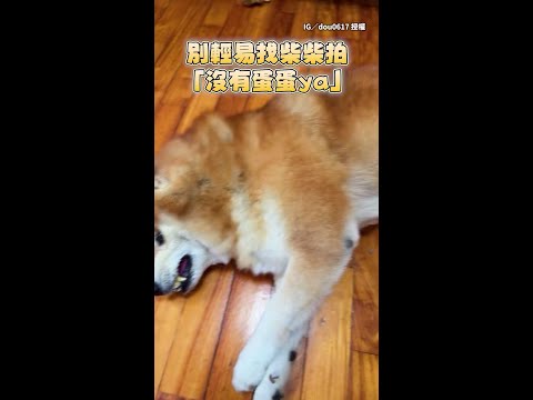 【沒有蛋蛋YA柴犬版】柴柴拍到一半大翻臉原地爆氣 #Shorts