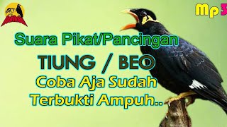 Download lagu Suara Asli Hutan Beo / Tiung. Pancingan Beo Bahan biar cepat Bunyi. cocok Buat Mp3 Pikat mp3 Download lagu Suara Asli Hutan Beo / Tiung. Pancingan Beo Bahan biar cepat Bunyi. cocok Buat Mp3 Pikat mp3