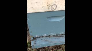 preview picture of video 'Hive visit 3-30-2015 Downs Apiary'