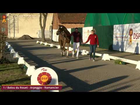 KN 1 - v. Balou du Rouet - Arpeggio - Romancier