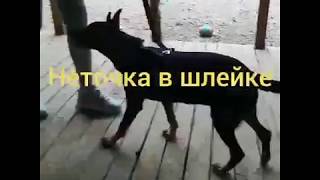 АГНЕТТА НЕТОЧКА В ШЛЕЙКЕ