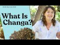 Changa: The Truth About Smokable Ayahuasca 🍂 | DoubleBlind