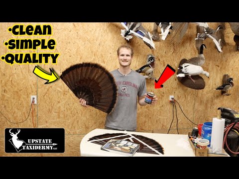 How to Preserve a Turkey Fan | Professional Quality
