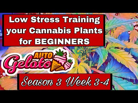 LOW STRESS TRAINING Guide For BEGINNERS